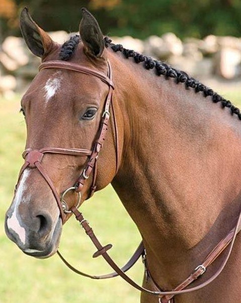 showjumping bridle for horses - figure 8 eight style noseband
